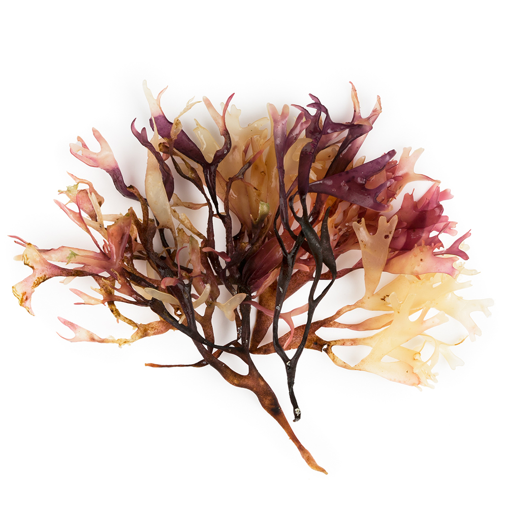 Organic Top Qyality fresh sea irish moss extract