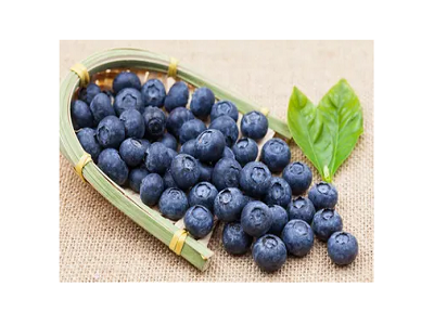 Morphological characteristics of Blueberry