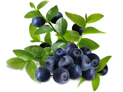 Breeding method of Blueberry - part 1