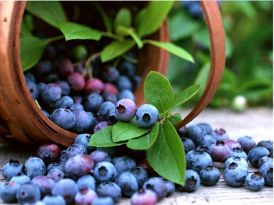 Breeding method of Blueberry - part 2