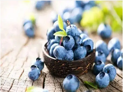 Blueberry growth habit
